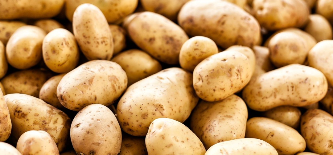 فروش سیب زمینی