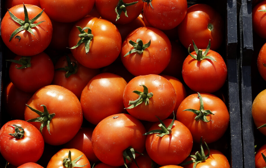 فروش گوجه فرنگی