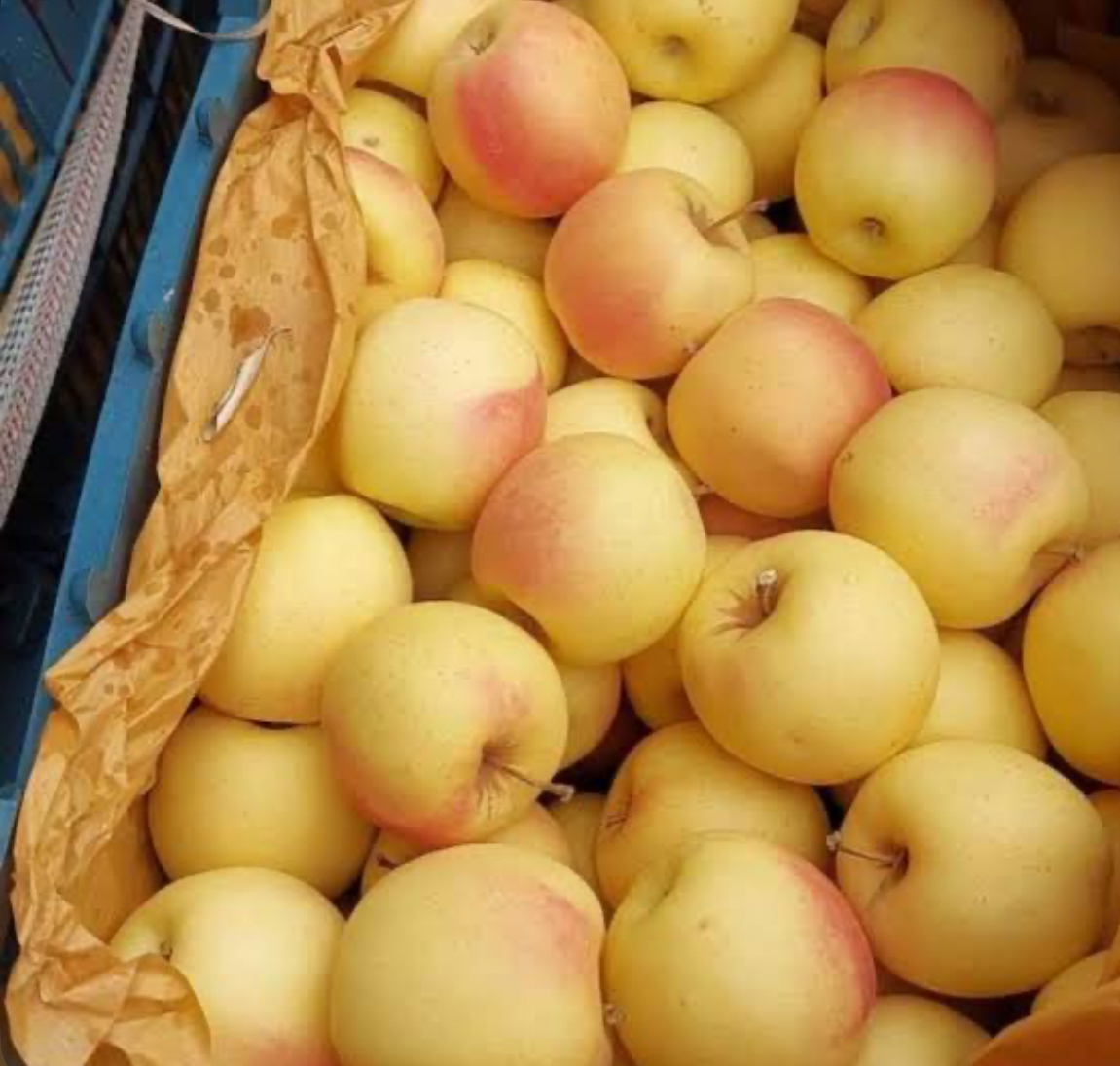 فروش سیب زرد