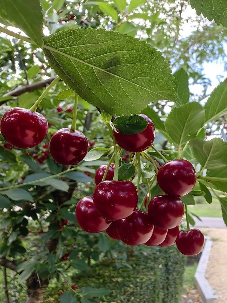 فروش آلبالو