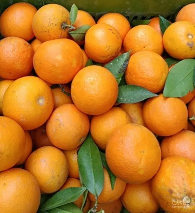 فروش پرتقال