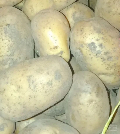 فروش سیب زمینی