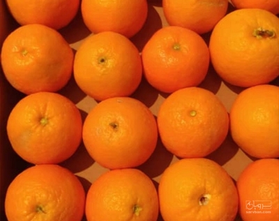 فروش پرتقال