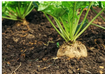 فروش چغندر قند