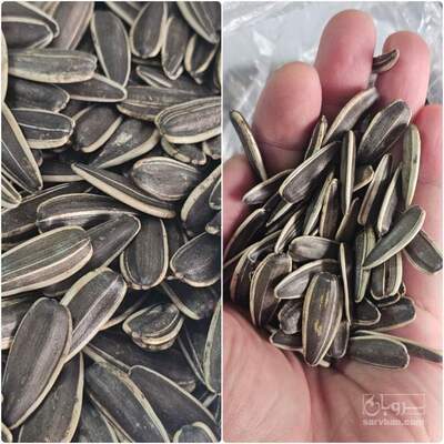 فروش تخمه آفتابگردان بود داده