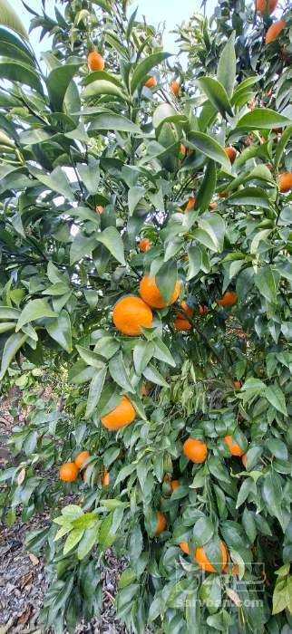 فروش نارنگی