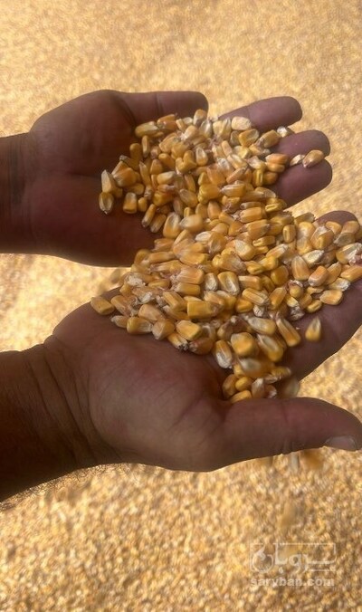 فروش ذرت