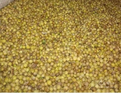 فروش تخم گشنیز (گیاه‌ دارویی)