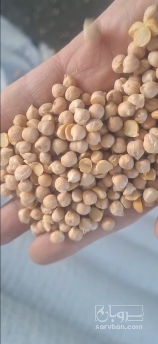 فروش نخود