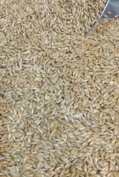 فروش کتان (گیاه الیافی)