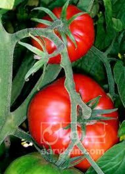 فروش گوجه فرنگی