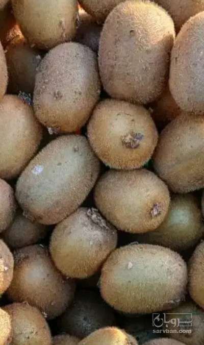فروش کیوی