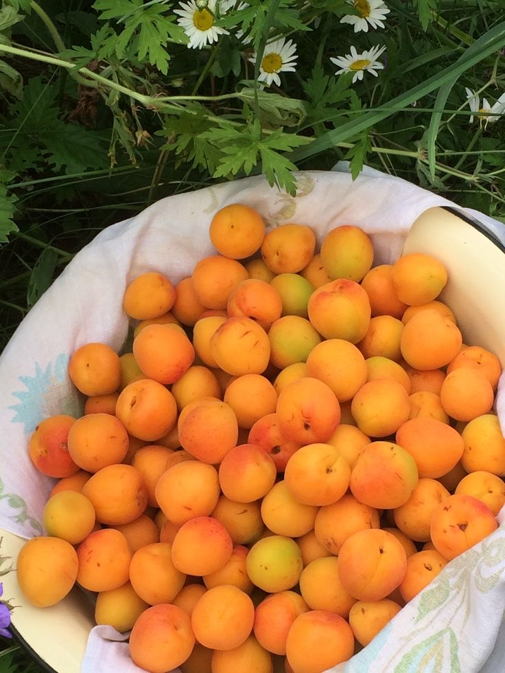 فروش زردآلو