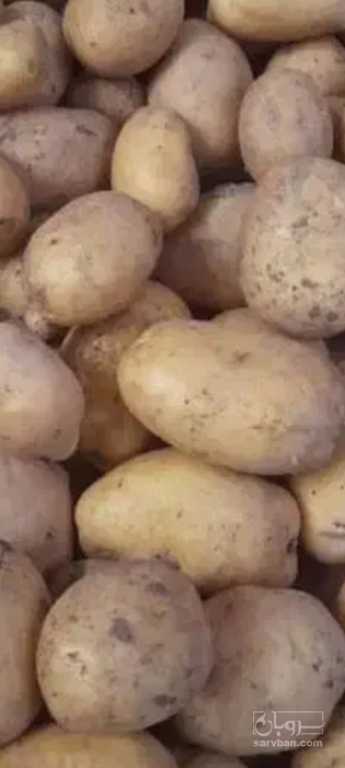 فروش سیب زمینی