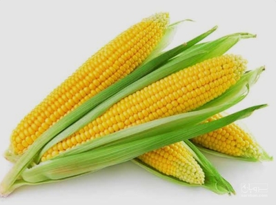 فروش ذرت دانه ای