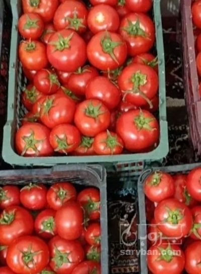 فروش گوجه فرنگی