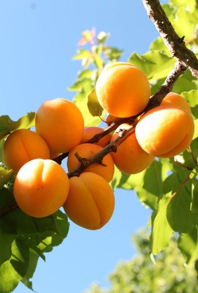 فروش نهال زردآلو