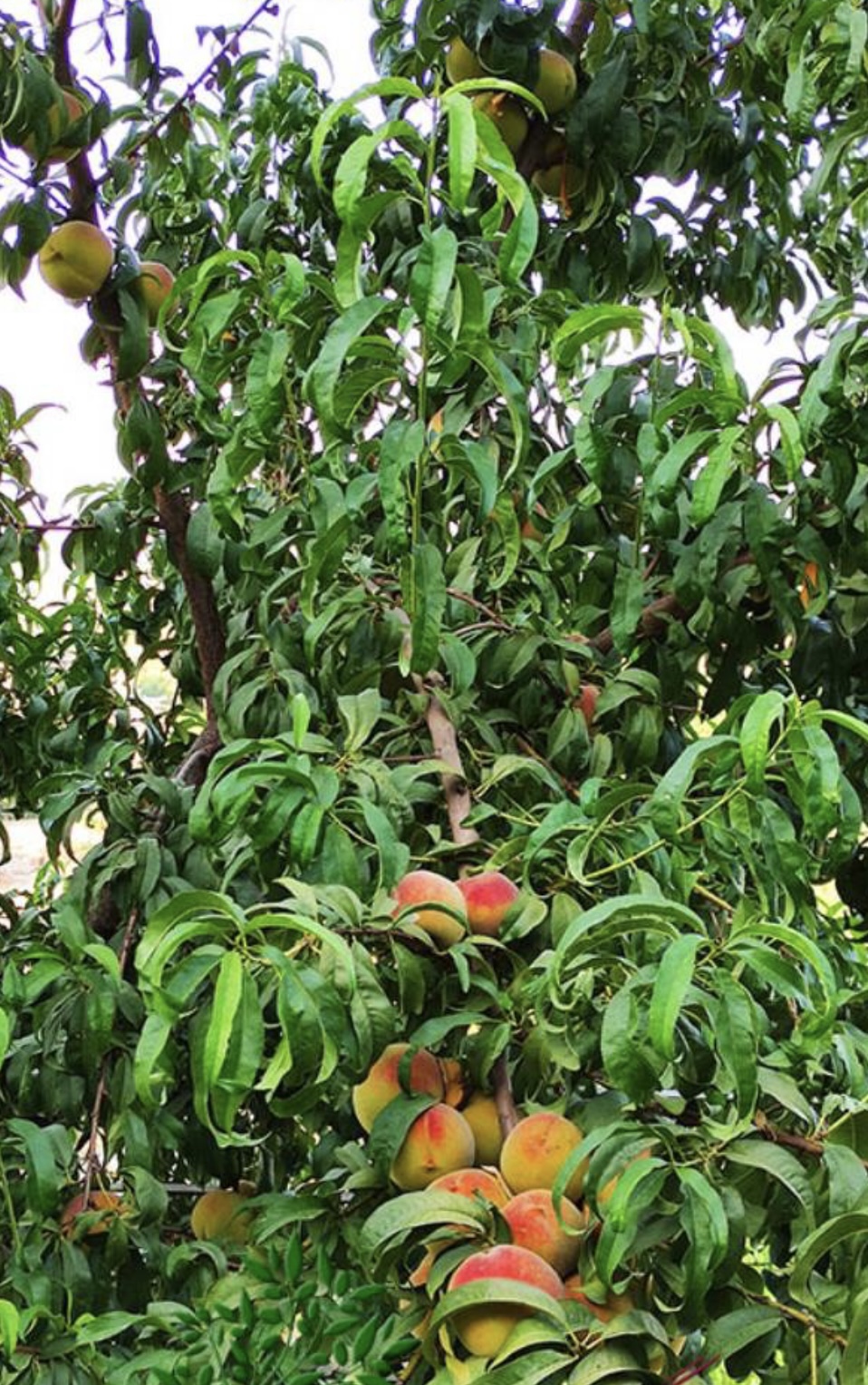 فروش نهال هلو