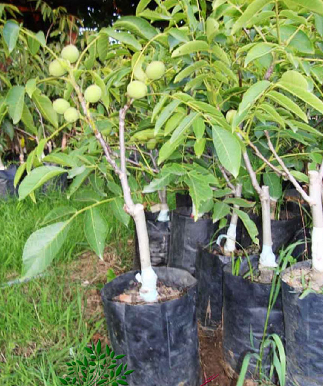 فروش نهال گردو اسرائیلی