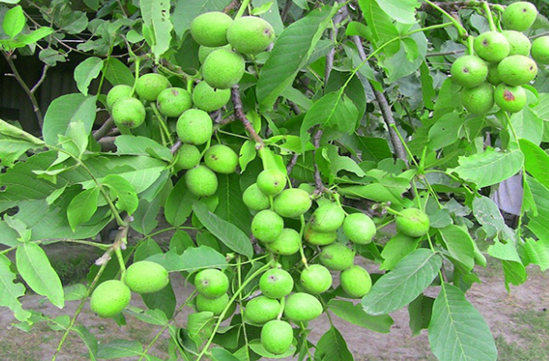 فروش نهال گردو