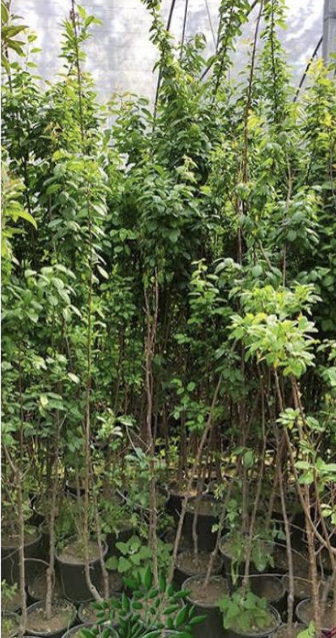 فروش نهال آلوسیاه