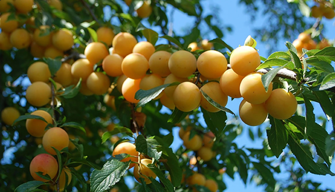 فروش نهال آلوزرد