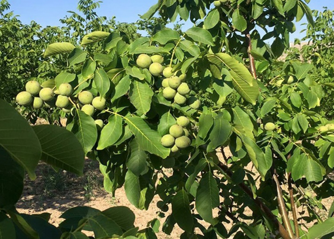 فروش نهال گردو