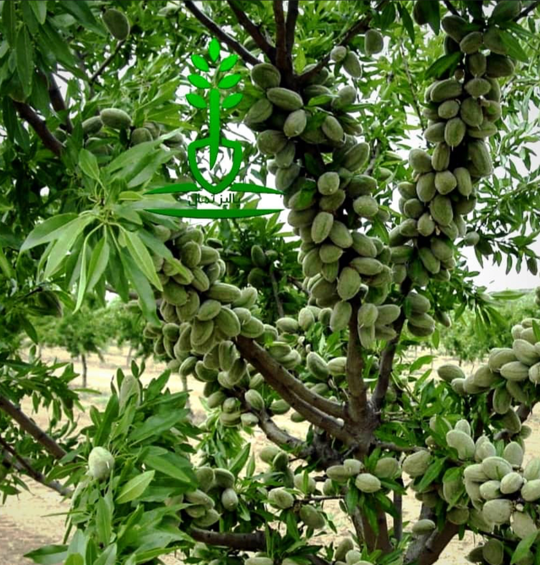 فروش نهال بادام