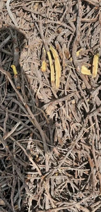 فروش شیرین بیان (گیاه‌ دارویی)