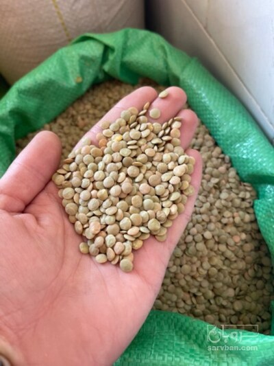 فروش عدس