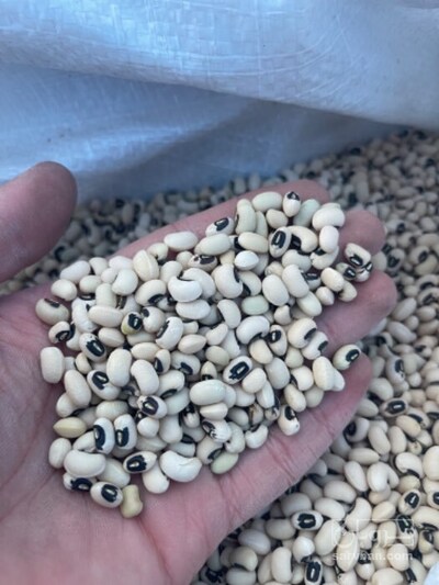 فروش لوبیا چشم بلبلی