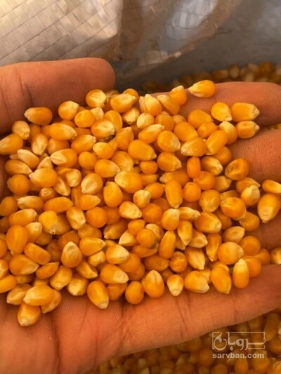 فروش ذرت