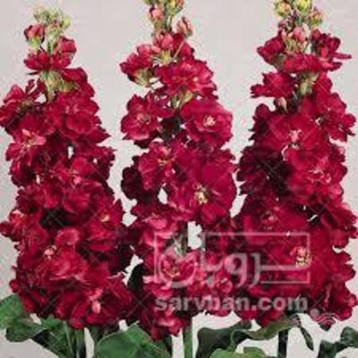 فروش گل شب بو