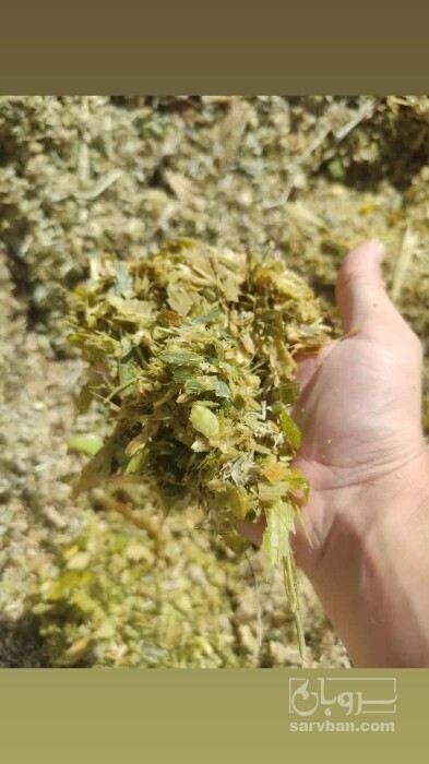 فروش ذرت علوفه ای