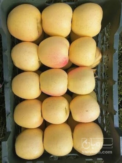 فروش سیب زرد