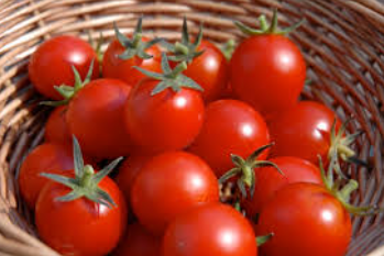 فروش گوجه فرنگی