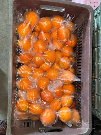 فروش پرتقال تامسون اب درمانی