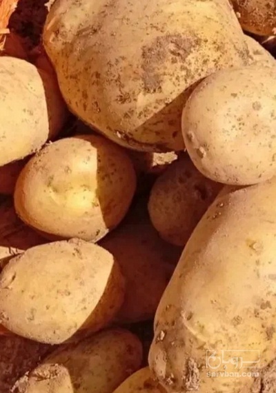 فروش سیب زمینی