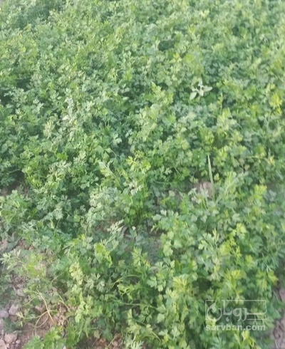 فروش جعفری تازه