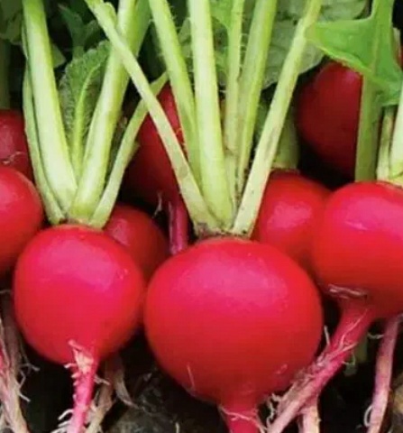 فروش  تربچه