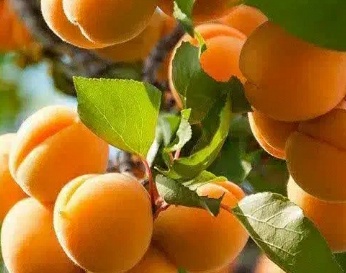 فروش زردآلو