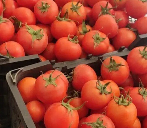 فروش گوجه فرنگی