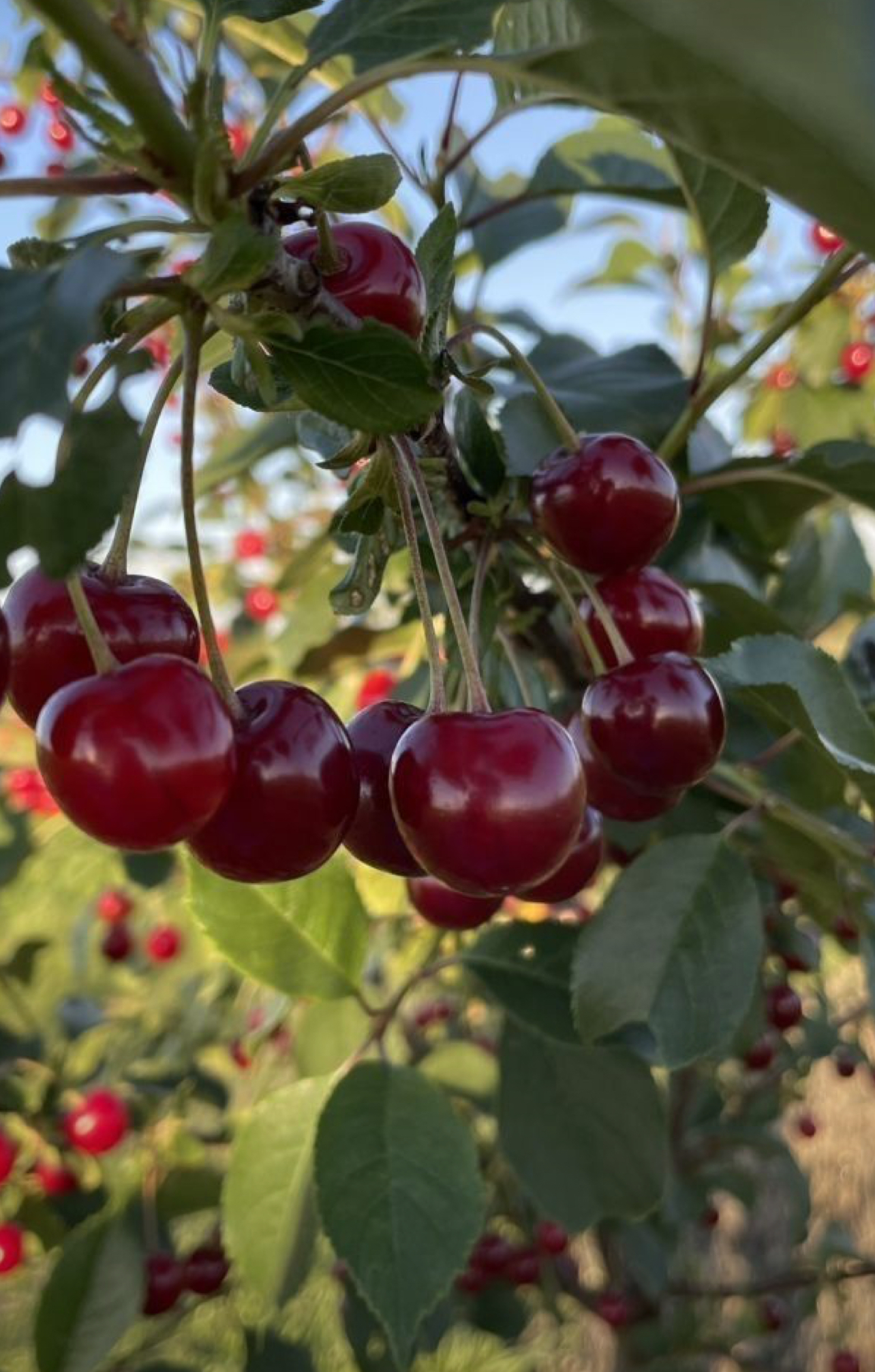 فروش نهال آلبالو