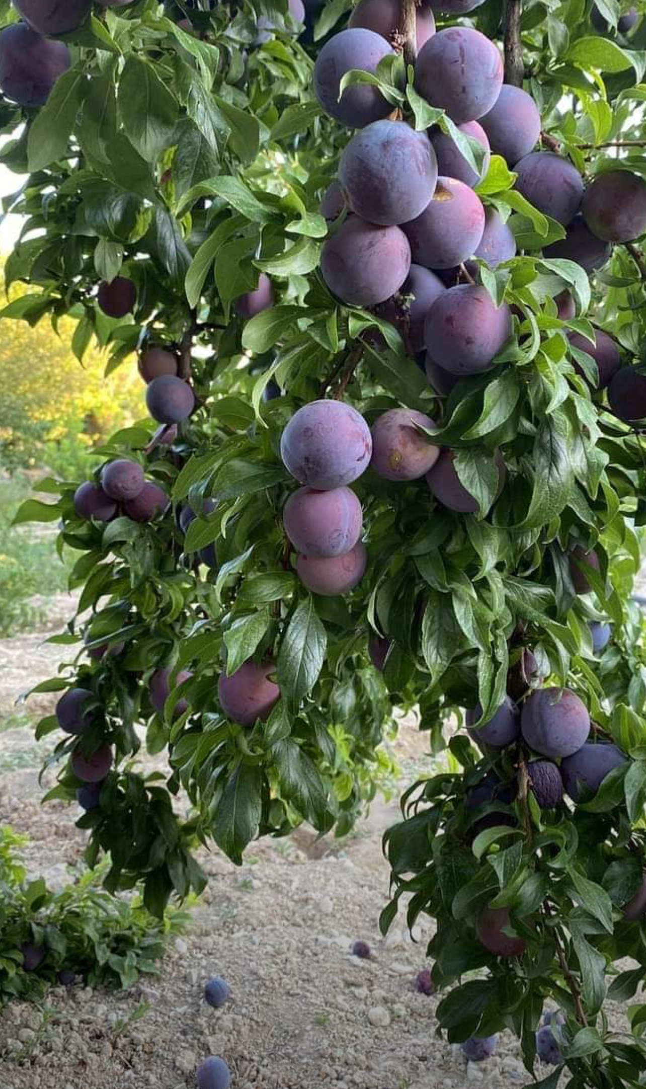 فروش نهال آلو سیاه