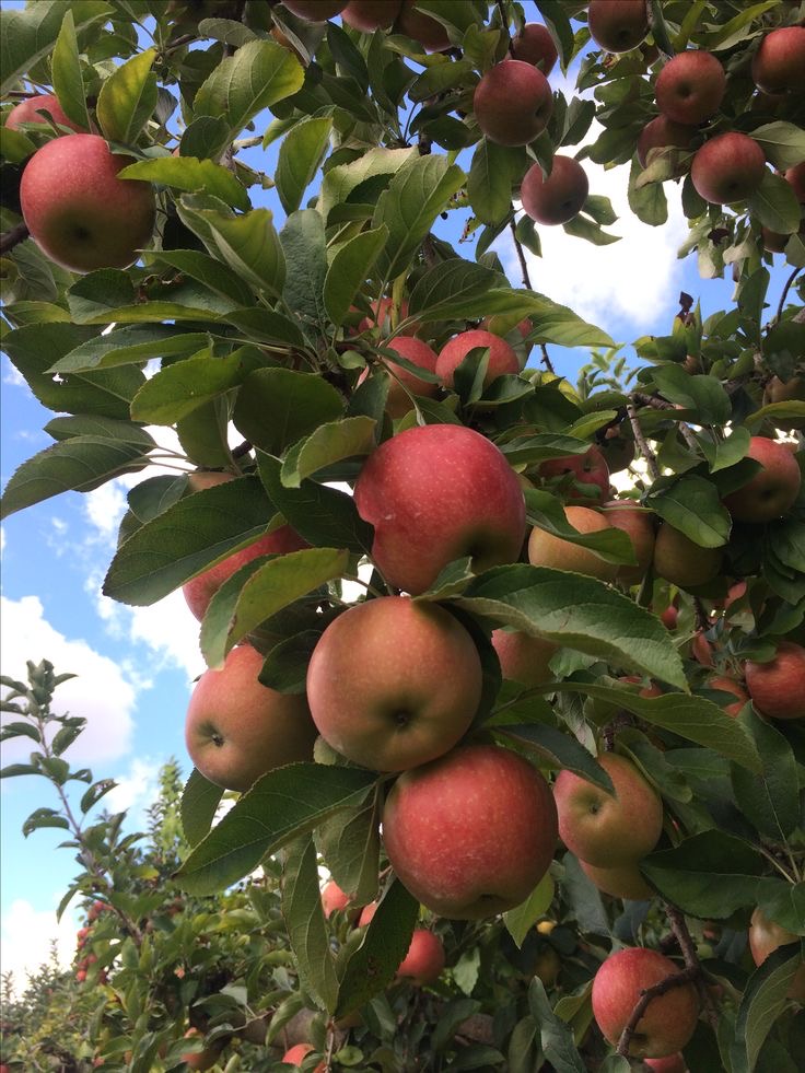 فروش نهال سیب قرمز