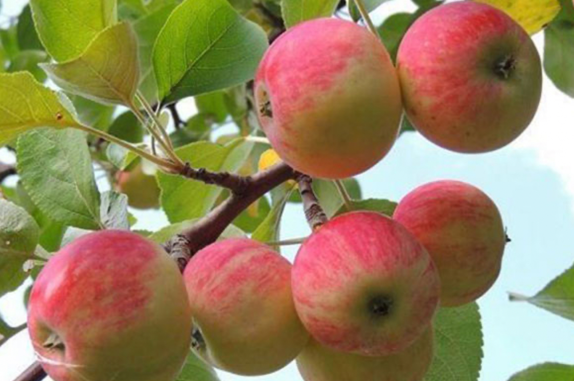 فروش نهال سیب گلاب