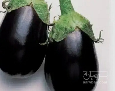 فروش بادمجان