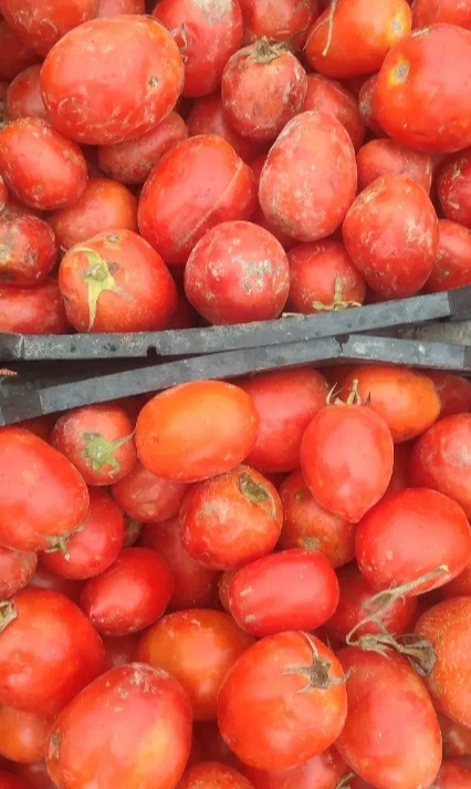 فروش گوجه فرنگی