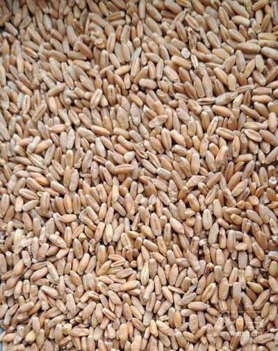 فروش بذر گندم