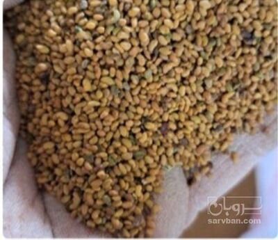 فروش بذر یونجه